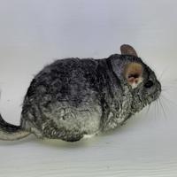 Baraccus