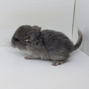 Abatterik
